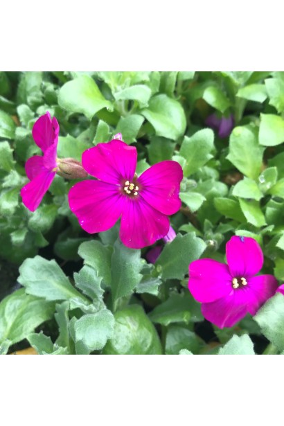 Обриета Каскад Ред красная